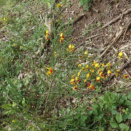 Cytisus scoparius \ Besen-Ginster / Scotch Broom, D Odenwald, Oberflockenbach 8.5.2021