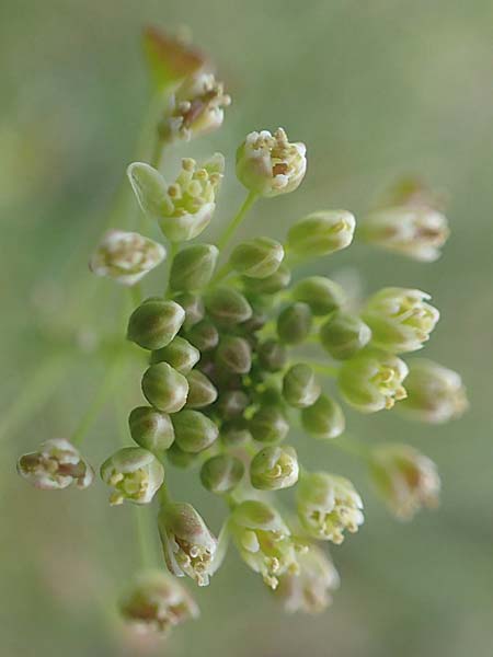 Capsella bursa-pastoris \ Hirtent�schel / Shepherd's Purse, D Mannheim 15.5.2021