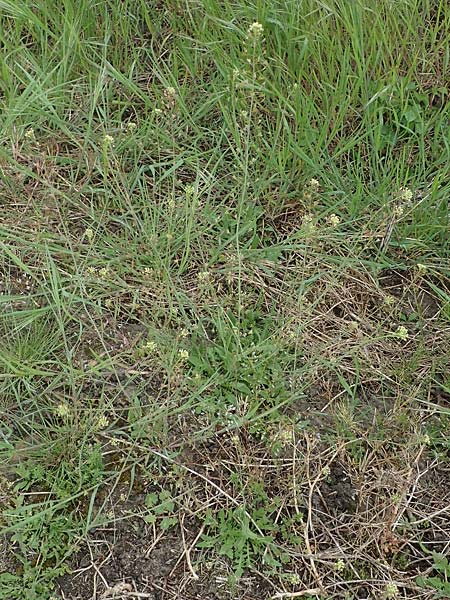 Capsella bursa-pastoris \ Hirtent�schel / Shepherd's Purse, D Mannheim 15.5.2021