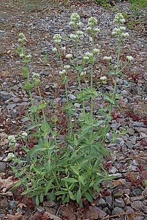Centranthus ruber subsp. ruber \ Rote Spornblume / Red Valerian, D Ludwigshafen 27.5.2021