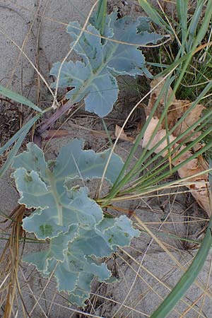 Crambe maritima \ K�sten-Meerkohl, Strandkohl / Sea Kale, D Hohwacht 13.9.2021
