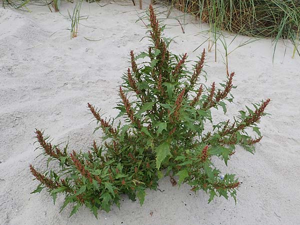 Chenopodium rubrum \ Roter G�nsefu� / Red Goosefoot, D Hohwacht 13.9.2021