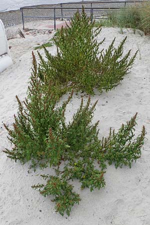 Chenopodium rubrum \ Roter G�nsefu� / Red Goosefoot, D Hohwacht 13.9.2021