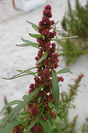 Chenopodium rubrum \ Roter G�nsefu� / Red Goosefoot, D Hohwacht 13.9.2021