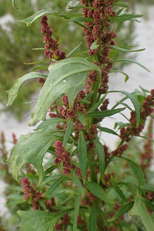 Chenopodium rubrum \ Roter G�nsefu� / Red Goosefoot, D Hohwacht 13.9.2021
