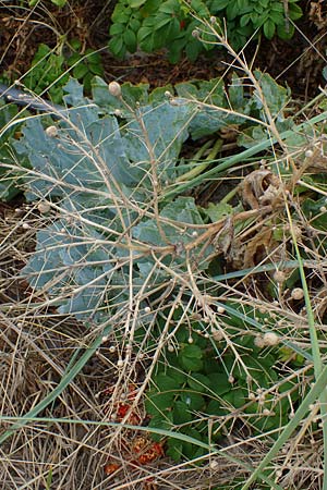 Crambe maritima \ K�sten-Meerkohl, Strandkohl / Sea Kale, D Hohwacht 13.9.2021
