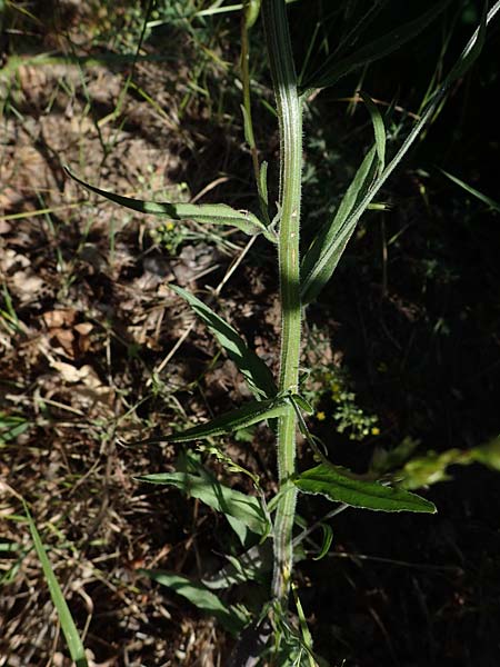 Campanula rapunculus \ Rapunzel-Glockenblume / Rampion Bellflower, D Erlenbach am Main 28.5.2022