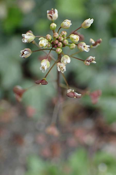 Capsella rubella \ R�tliches Hirtent�schel / Pink Shepherd's Purse, D K&ouml;ln 16.4.2023