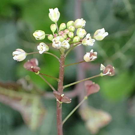 Capsella rubella \ R�tliches Hirtent�schel / Pink Shepherd's Purse, D K&ouml;ln 16.4.2023