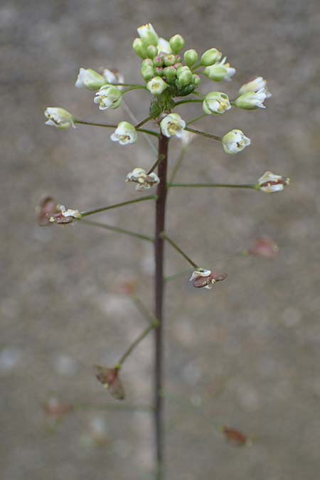 Capsella rubella \ R�tliches Hirtent�schel / Pink Shepherd's Purse, D K&ouml;ln 16.4.2023
