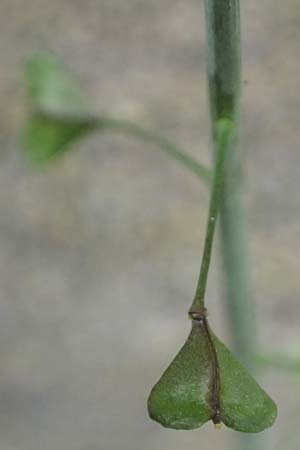 Capsella rubella \ R�tliches Hirtent�schel / Pink Shepherd's Purse, D K&ouml;ln 16.4.2023