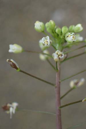 Capsella rubella \ R�tliches Hirtent�schel / Pink Shepherd's Purse, D K&ouml;ln 16.4.2023