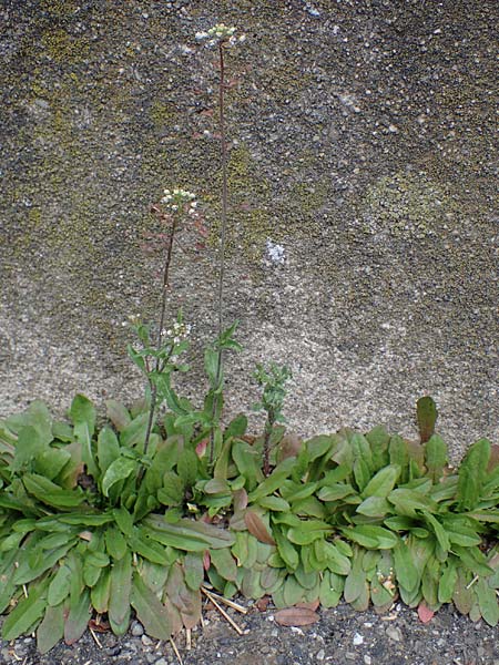 Capsella rubella \ R�tliches Hirtent�schel / Pink Shepherd's Purse, D K&ouml;ln 16.4.2023