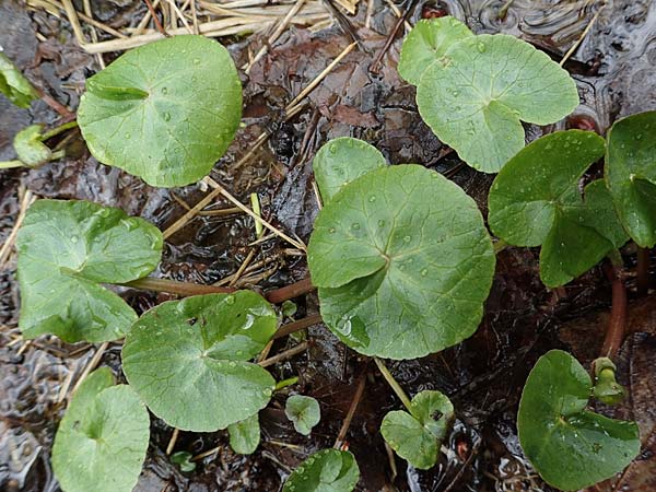 Caltha palustris var. radicans \ Wurzelnde Sumpf-Dotterblume / Rooting Marsh Marigold, D Simmerath 17.4.2023