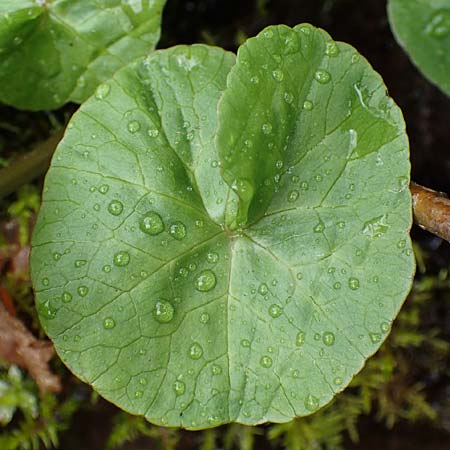 Caltha palustris var. radicans \ Wurzelnde Sumpf-Dotterblume / Rooting Marsh Marigold, D Simmerath 17.4.2023