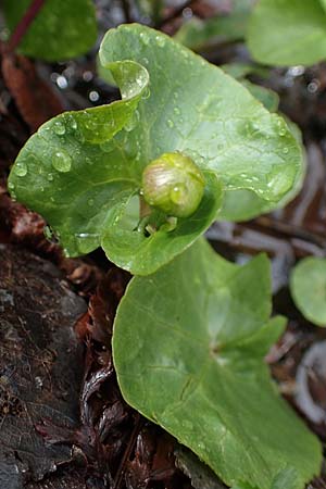 Caltha palustris var. radicans \ Wurzelnde Sumpf-Dotterblume / Rooting Marsh Marigold, D Simmerath 17.4.2023