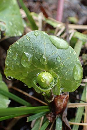 Caltha palustris var. radicans \ Wurzelnde Sumpf-Dotterblume / Rooting Marsh Marigold, D Simmerath 17.4.2023