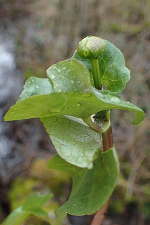 Caltha palustris var. radicans \ Wurzelnde Sumpf-Dotterblume / Rooting Marsh Marigold, D Simmerath 17.4.2023