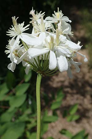 Clematis recta, Aufrechte Waldrebe
