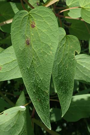 Clematis recta \ Aufrechte Waldrebe / Ground Clematis, D Th&uuml;ringen, K&ouml;lleda 15.6.2023