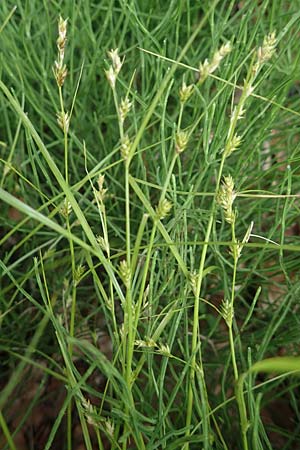 Carex remota \ Winkel-Segge / Remote Sedge, D Rh&ouml;n, Gersfeld 22.6.2023