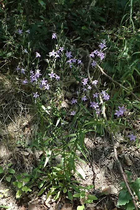 Campanula rapunculus \ Rapunzel-Glockenblume / Rampion Bellflower, D Brensbach 20.7.2024