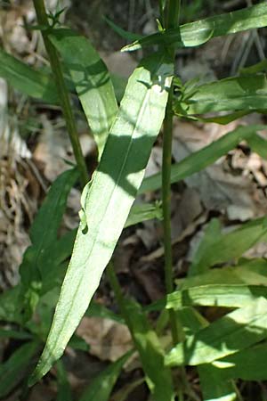 Campanula rapunculus \ Rapunzel-Glockenblume / Rampion Bellflower, D Brensbach 20.7.2024