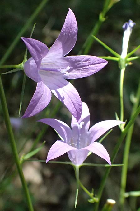 Campanula rapunculus \ Rapunzel-Glockenblume / Rampion Bellflower, D Brensbach 20.7.2024