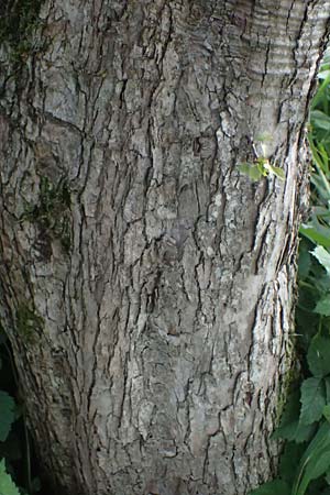 Crataegus rhipidophylla subsp. rhipidophylla \ Gro�kelch-Wei�dorn / Midland Hawthorn, D Hemsbach 2.9.2024