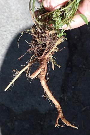 Campanula rotundifolia \ Rundbl�ttrige Glockenblume / Harebell, D Trennfurt 30.8.2025