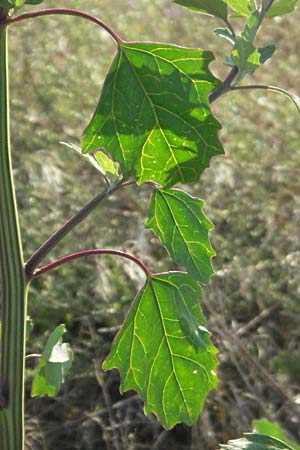 Chenopodium strictum \ Streifen-G�nsefu� / Striped Goosefoot, Lateflowering Goosefoot, D Sandhausen 31.7.2007