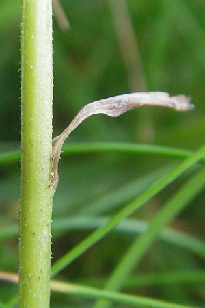 Campanula scheuchzeri \ Scheuchzers Glockenblume / Scheuchzer's Bellflower, D Taunus, Gro&szlig;er Feldberg 29.7.2010