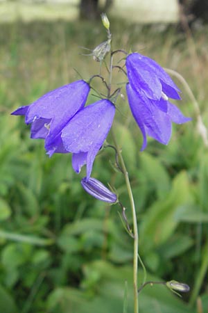 Campanula scheuchzeri \ Scheuchzers Glockenblume / Scheuchzer's Bellflower, D Taunus, Gro&szlig;er Feldberg 29.7.2010