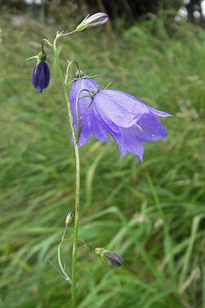 Campanula scheuchzeri \ Scheuchzers Glockenblume / Scheuchzer's Bellflower, D Taunus, Gro&szlig;er Feldberg 29.7.2010