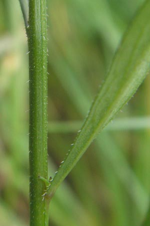 Campanula scheuchzeri \ Scheuchzers Glockenblume / Scheuchzer's Bellflower, D Taunus, Gro&szlig;er Feldberg 29.7.2010