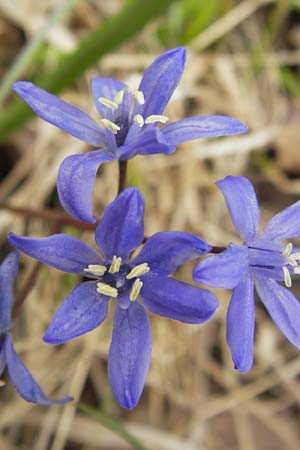 Scilla sardensis \ Sardes-Schneeglanz, Dunkle Sternhyazinthe / Sardes Glory of the Snow, D Ludwigshafen 8.4.2013