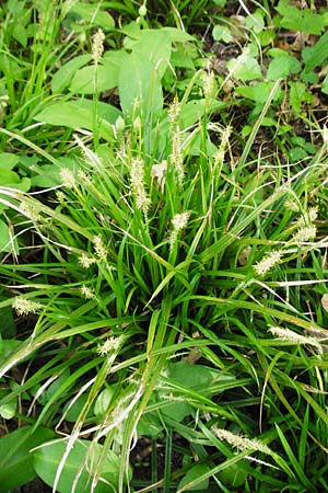 Carex sylvatica \ Wald-Segge / Wood Sedge, D Gernsheim 17.4.2015