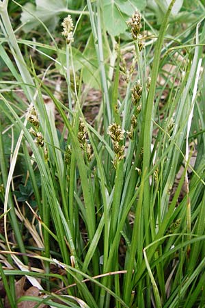 Carex spicata \ Stachel-Segge, Korkfr�chtige Segge / Spicate Sedge, Prickly Sedge, D Langg&ouml;ns 25.4.2015