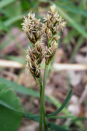 Carex spicata \ Stachel-Segge, Korkfr�chtige Segge / Spicate Sedge, Prickly Sedge, D Langg&ouml;ns 25.4.2015