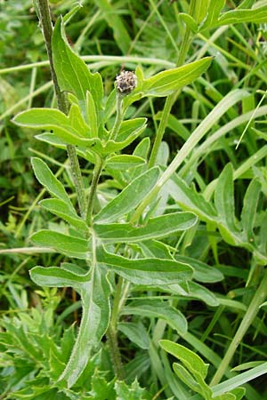 Centaurea scabiosa \ Skabiosen-Flockenblume / Greater Knapweed, D Hechingen 20.6.2015