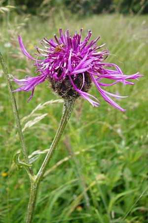 Centaurea scabiosa \ Skabiosen-Flockenblume / Greater Knapweed, D Hechingen 20.6.2015