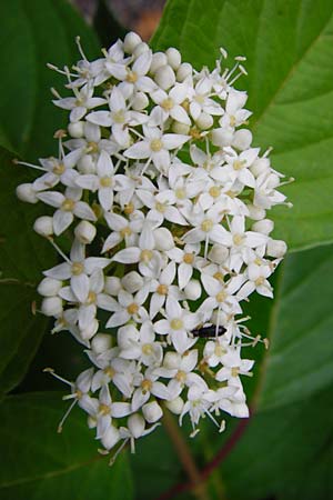 Cornus sericea \ Seidiger Hartriegel / Red Osier Dogwood, D Weinheim an der Bergstra&szlig;e 20.7.2015