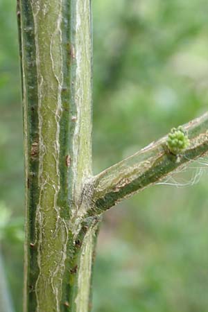 Cytisus striatus \ Gesteifter Besen-Ginster / Hairy-Fruited Broom, Portuguese Broom, D Gro&szlig;wallstadt am Main 28.4.2016