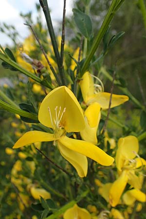 Cytisus striatus \ Gesteifter Besen-Ginster / Hairy-Fruited Broom, Portuguese Broom, D Gro&szlig;wallstadt am Main 28.4.2016