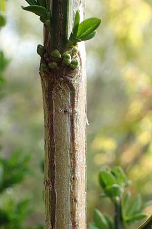 Cytisus striatus \ Gesteifter Besen-Ginster / Hairy-Fruited Broom, Portuguese Broom, D Gro&szlig;wallstadt am Main 28.4.2016