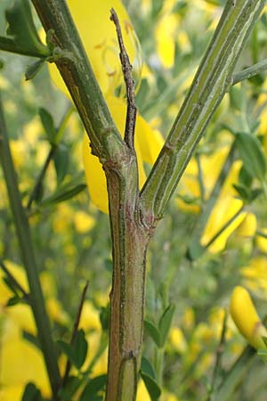Cytisus striatus \ Gesteifter Besen-Ginster / Hairy-Fruited Broom, Portuguese Broom, D Gro&szlig;wallstadt am Main 28.4.2016