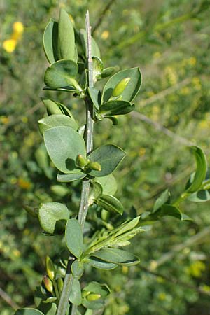 Cytisus striatus \ Gesteifter Besen-Ginster / Hairy-Fruited Broom, Portuguese Broom, D Gro&szlig;wallstadt am Main 28.4.2016