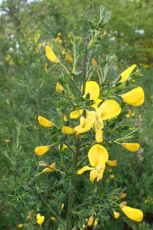 Cytisus striatus \ Gesteifter Besen-Ginster / Hairy-Fruited Broom, Portuguese Broom, D Gro&szlig;wallstadt am Main 28.4.2016