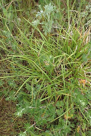 Carex spicata \ Stachel-Segge, Korkfr�chtige Segge / Spicate Sedge, Prickly Sedge, D Schriesheim 14.5.2016
