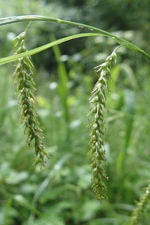 Carex sylvatica \ Wald-Segge / Wood Sedge, D G&uuml;nzburg 9.6.2016
